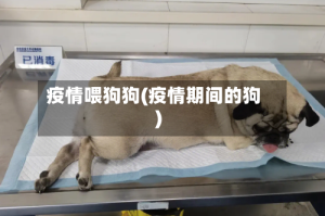 疫情喂狗狗(疫情期间的狗)