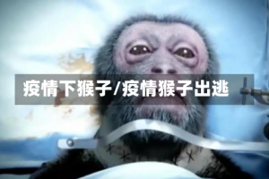 疫情下猴子/疫情猴子出逃