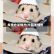 疫情仓鼠饿死(仓鼠被饿死)