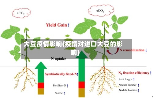 大豆疫情影响(疫情对进口大豆的影响)-第1张图片
