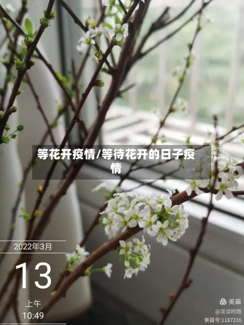 等花开疫情/等待花开的日子疫情-第1张图片