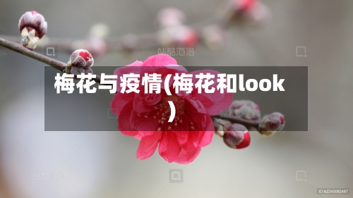 梅花与疫情(梅花和look)-第3张图片