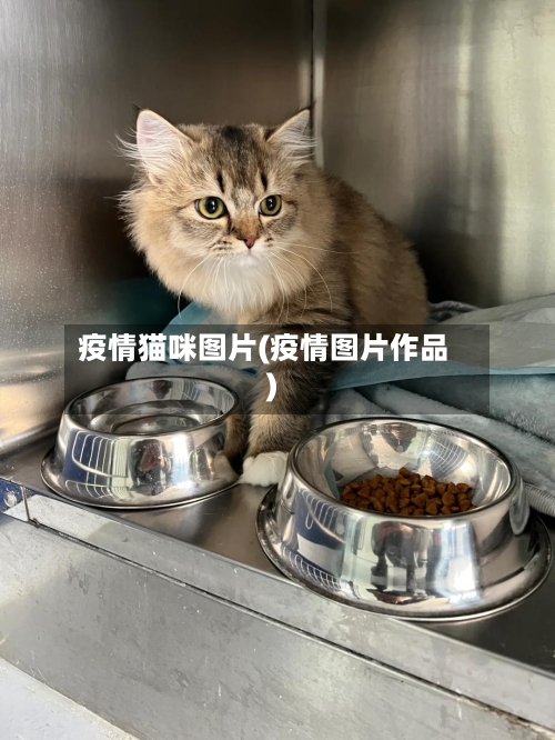 疫情猫咪图片(疫情图片作品)-第1张图片